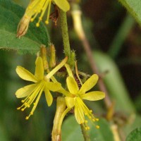 Triumfetta pilosa Roth